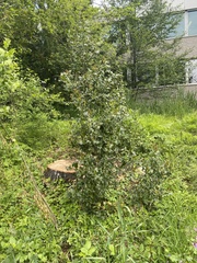 Ilex