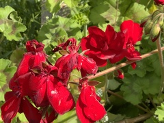 Pelargonium
