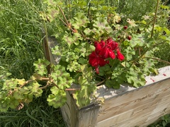 Pelargonium