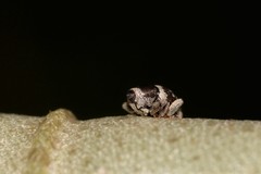 Trigonopterus squamosus