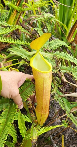 Image of Nepenthes sanguinea by (c) Cheongweei Gan, some rights reserved (CC BY)