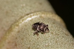 Trigonopterus squamosus