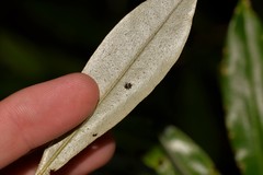 Trigonopterus squamosus