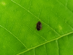 Stelidota geminata