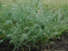 Rochelia retorta