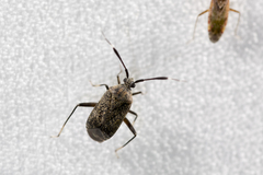 Eurystylopsis crassicornis