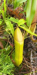 Nepenthes sanguinea