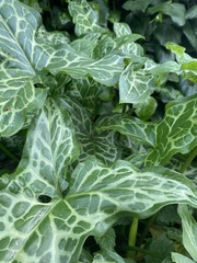 Arum