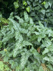 Arum