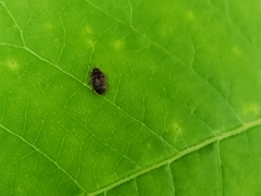 Stelidota geminata