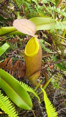 Nepenthes sanguinea