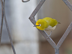 Zosterops poliogastrus