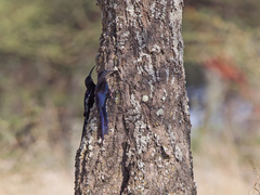 Phoeniculus somaliensis