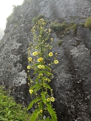 Meconopsis regia