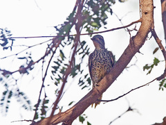 Campethera nubica nubica