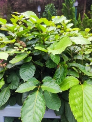 Polyscias balfouriana