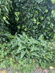 Arum