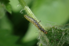 Anthophila fabriciana