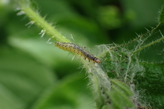 Anthophila fabriciana