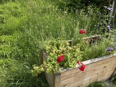 Pelargonium