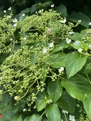 Hydrangea