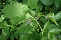 Anthophila fabriciana