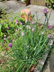 Allium schoenoprasum