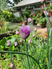 Allium schoenoprasum