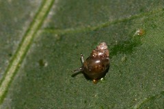 Tornatellinops mastersi