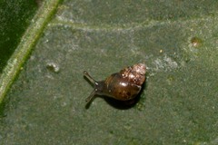 Tornatellinops mastersi