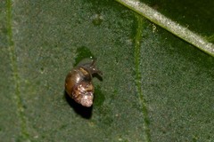 Tornatellinops mastersi