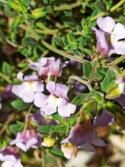 Chaenorhinum origanifolium