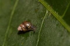 Tornatellinops mastersi