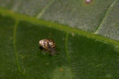 Tornatellinops mastersi