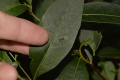 Tornatellinops mastersi