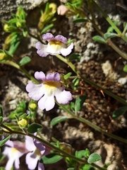 Chaenorhinum origanifolium