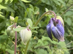 Aquilegia alpina
