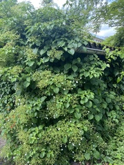 Hydrangea