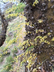 Bulbophyllum polyrrhizum