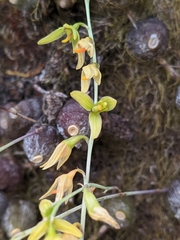 Bulbophyllum polyrrhizum