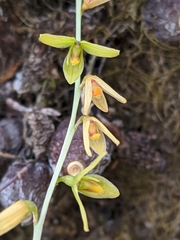 Bulbophyllum polyrrhizum