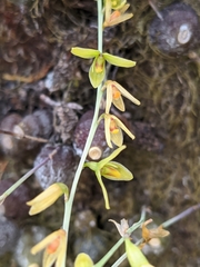 Bulbophyllum polyrrhizum
