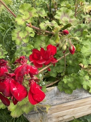 Pelargonium