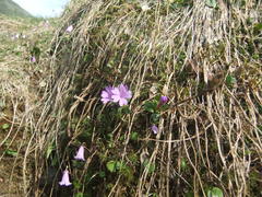 Primula integrifolia