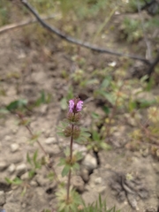Lamium amplexicaule orientale
