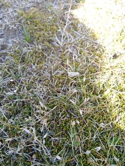 Rytidosperma exiguum