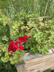 Pelargonium