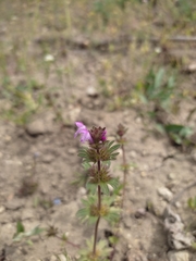 Lamium amplexicaule orientale