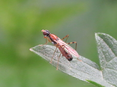 Neria octoannulata