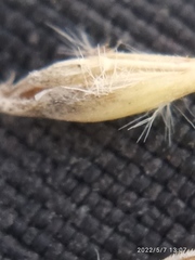 Rytidosperma exiguum